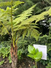 Cyathea caracasana