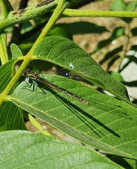 Pyrrhosoma