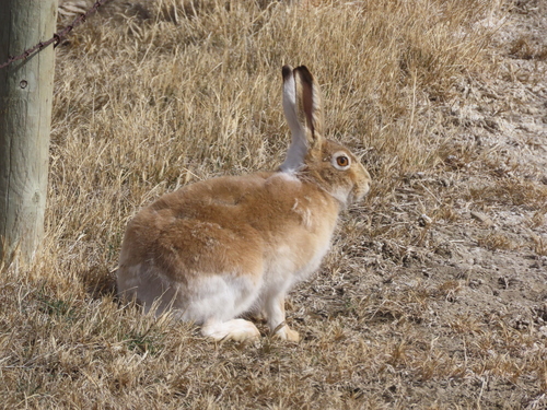 White-tailed Jackrabbit photographed in Montana