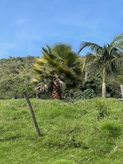 Arecaceae
