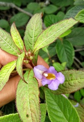 Impatiens arguta