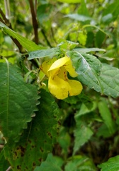 Impatiens dicentra