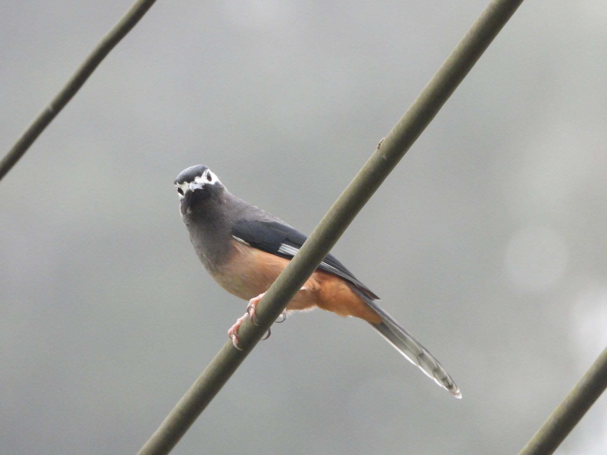 White-eared Sibia