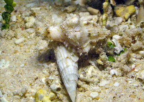 Monoplex nicobaricus observed 2011-09-03