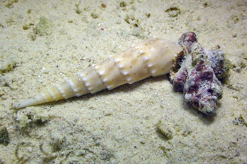 Monoplex nicobaricus observed 2011-12-05