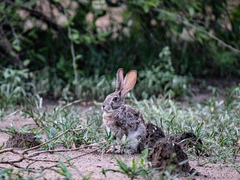 Lepus victoriae