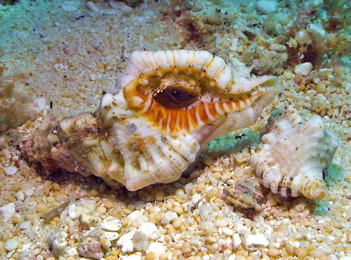 Monoplex nicobaricus observed 2011-08-06