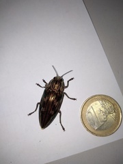 Chalcophora mariana massiliensis