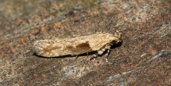 Symmetrischema