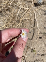 Atrichoseris platyphylla
