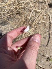 Atrichoseris platyphylla