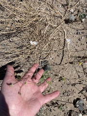 Atrichoseris platyphylla