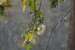 Duabanga grandiflora