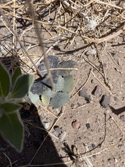 Atrichoseris platyphylla