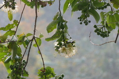 Duabanga grandiflora