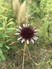 Isostigma peucedanifolium