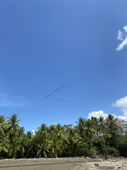 Pelecanus occidentalis