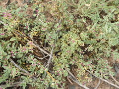 Aizoon papulosum