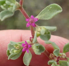 Aizoon papulosum