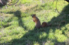 Sciurus niger