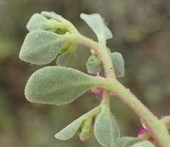 Aizoon papulosum