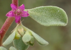 Aizoon papulosum