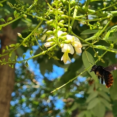 Xylocopa frontalis
