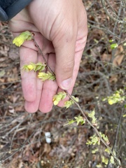 Corylopsis