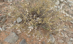 Eriocephalus pauperrimus