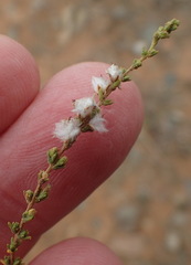 Eriocephalus pauperrimus