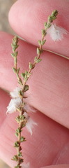 Eriocephalus pauperrimus