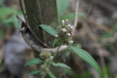 Lepidagathis incurva