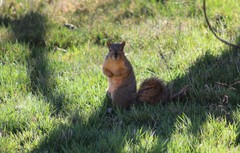 Sciurus niger