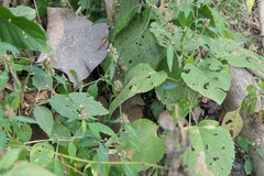 Lepidagathis incurva