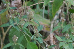 Lepidagathis incurva