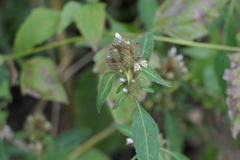 Lepidagathis incurva