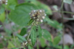 Lepidagathis incurva