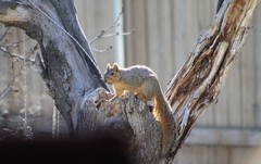 Sciurus niger