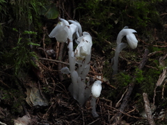 Monotropastrum humile glaberrimum
