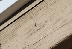 Chironomidae