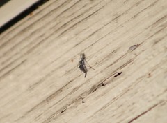 Chironomidae