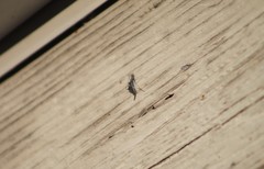Chironomidae