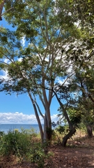 Albizia niopoides