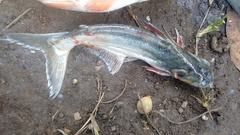 Pangasius bocourti