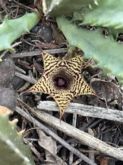 Huernia stapelioides
