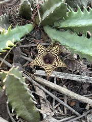Huernia stapelioides