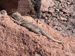 Crotaphytus nebrius