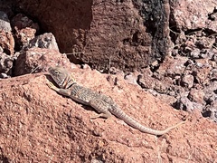 Crotaphytus nebrius