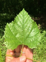 Vitis cinerea baileyana