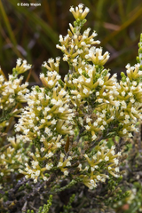 Ozothamnus hookeri